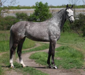 Nirvana – allround mare for sport & leisure (jumping 11