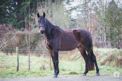 Gelding Origin Recorded For sale 2021 Dark Bay