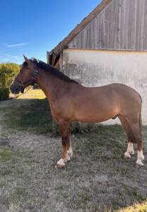 Gelding Welsh Pony (Section D), Welsh Cob For sale 2018 Chesnut
