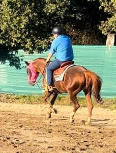 Cavallo da reining stallone razza quarter horse di anni 12