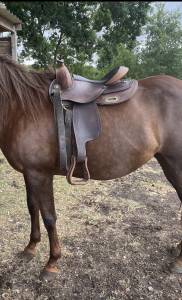 Selle western 15 pouces fq