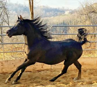 Kehsan hatani : kehsan hatani - stallone arabo morello