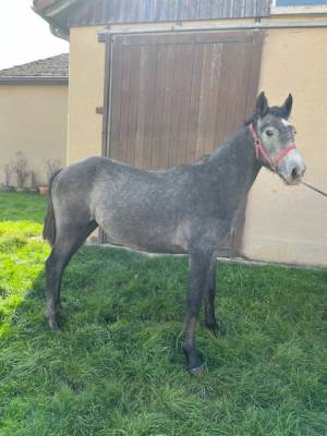 Poney connemara male ne en 2024