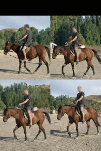 Se vende preciosa potra