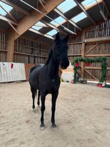 Cavalla anglo-arabo in vendita 2018 nero ,  blackjack blackfame