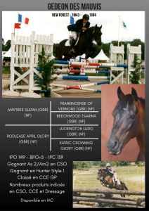 Gedeon des mauvis - new forest 1994 by maytree sultan (gbr)