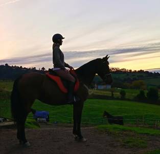 Yegua 14 años anglohispanoárabe 