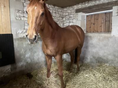 Gelding aqps for sale 2014 chesnut