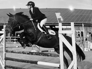 Gelding selle français for sale 2015 dark bay