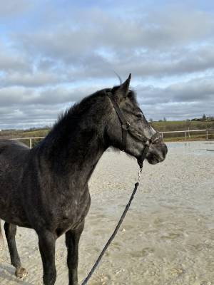 Mare Origin Recorded For sale 2023 Grey