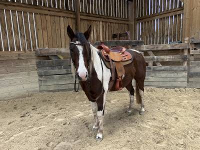 Caballo castrado paint horse en venta 2020 tobiano