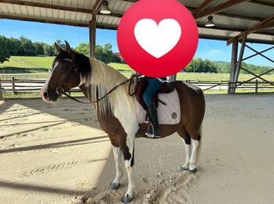 Castrone paint horse in vendita 2020 tobiano