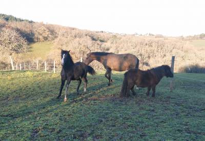 Filly New Forest For sale 2025 Black