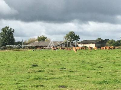 Azienda ovina in vendita haute-vienne