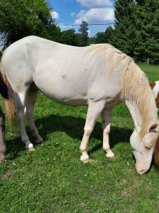 Jument cremollo 9 ans