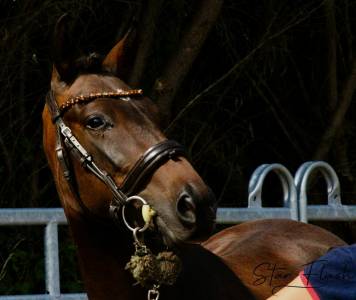 Cavalla pfs pony francese da sella in vendita 2023 baio ,  dumbledor