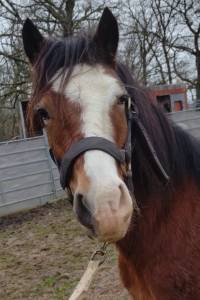 Ruin bekend ras te koop 2022 donker bruin / bai ,  fury d'arquetan