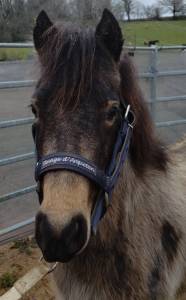 Merrie franse rijpony pfs te koop 2022 isabel ,  raboliot d'arquetan