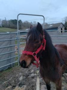 Ruin franse rijpony pfs te koop 2022 donker bruin / bai ,  raboliot d'arquetan