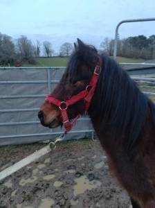 Gelding french saddle pony for sale 2022 bay