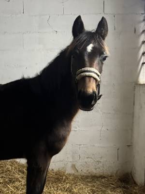Filly French Saddle Pony For sale 2025 Bay