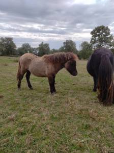 Potro origine constatée en venta 2025 grullo por sloup starquetan