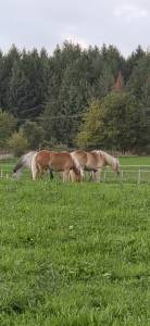 Lot de 2 haflinger