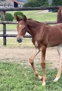 Magnifique pouliche par cap kennedy 