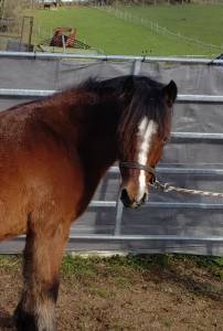 Diane de condé, pleine de raboliot d'arquetan 