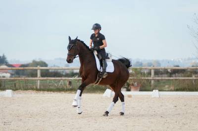 Jument- KWPN - 10 ans - Dressage - France