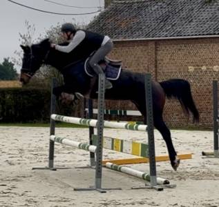 Mare kwpn dutch warmblood for sale 2015 dark bay