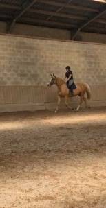 Magnifique jument palomino 