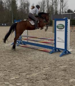 4,5 jarige springpaard van kasanova de la pomme