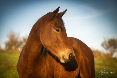 Mare Welsh Part Bred For sale 2023 Bay