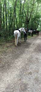 Castrone pfs pony francese da sella in vendita 2011 grigio ,  heliot de blonde