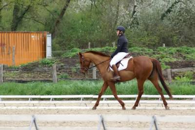 Cavalla purosangue inglese in vendita 2012 sauro