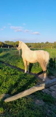 Filly Welsh Part Bred For sale 2025 Palomino