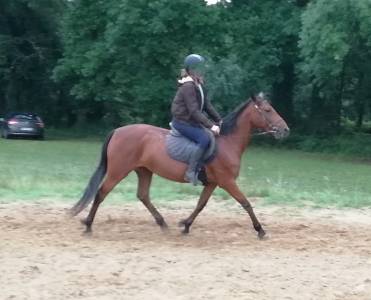 Mare Landais For sale 2009 Bay