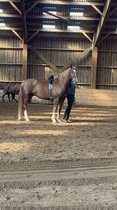 Jument franche-montagne 