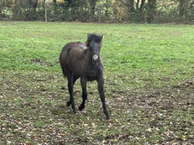 Yegua PFS Poni Fran&ccedil;&eacute;s de Silla En venta 2025 Tordo