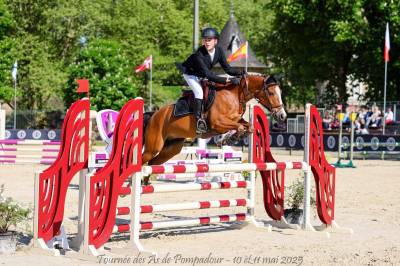 Castrone pfs pony francese da sella in vendita 2015 baio