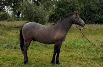 Gelding Connemara For sale 2024 Grey