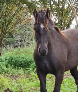 Mare Other Pony Breed For sale 2021 Black