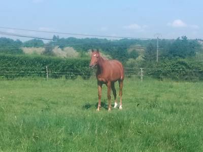 Jument oc selle francais 4 ans 