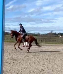 Jument oc selle francais 4 ans 