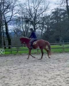 Merrie bekend ras te koop 2022 vos