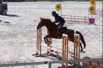 Mare origin recorded for sale 2022 chesnut