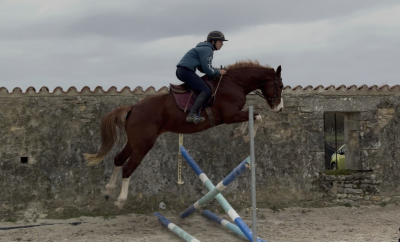 Produit direct élevage hongre 3ans casall