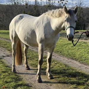 Mare Connemara For sale 2020 Grey