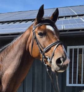 Cavalla sBs Cavallo da Sport Belgio In vendita 2012 Baio ,  FABEAU (Hann)